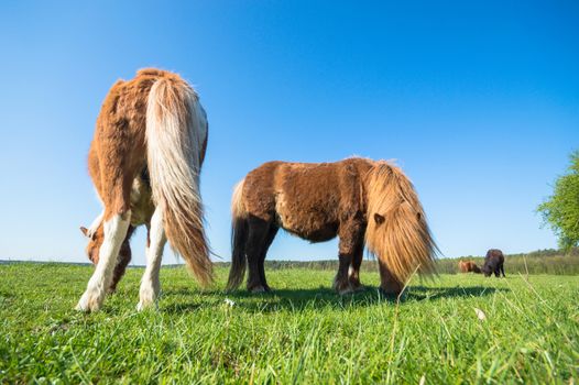 horse in a field, farm animals, nature series