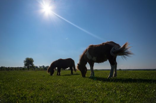 horse in a field, farm animals, nature series