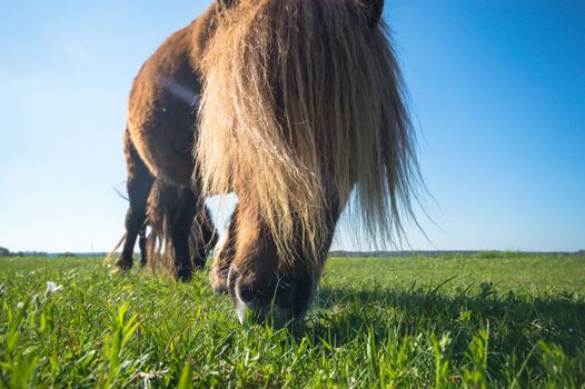 horse in a field, farm animals, nature series
