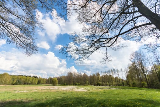 natural green colorful rural meadow, nature series