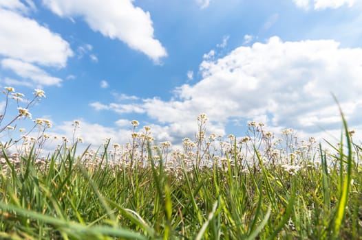 natural green colorful rural meadow, nature series