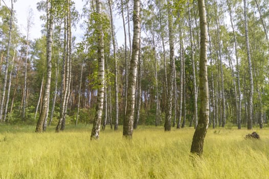 natural green colorful rural meadow, nature series