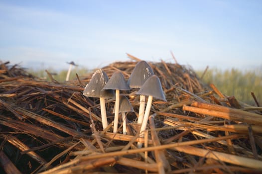 forest mushroom after longtime rain, nature series