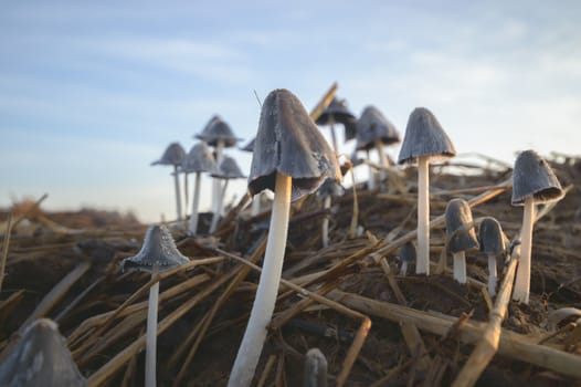 forest mushroom after longtime rain, nature series