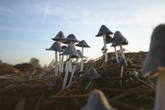 forest mushroom after longtime rain, nature series