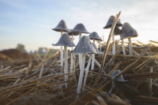 forest mushroom after longtime rain, nature series