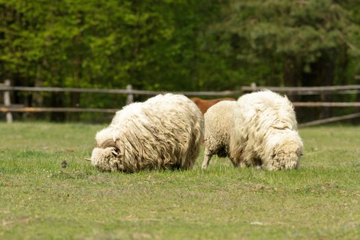 sheep on grass with blue sky, some looking at the camera
