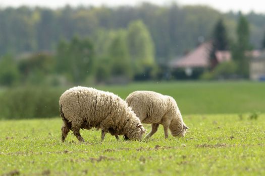 sheep on grass with blue sky, some looking at the camera