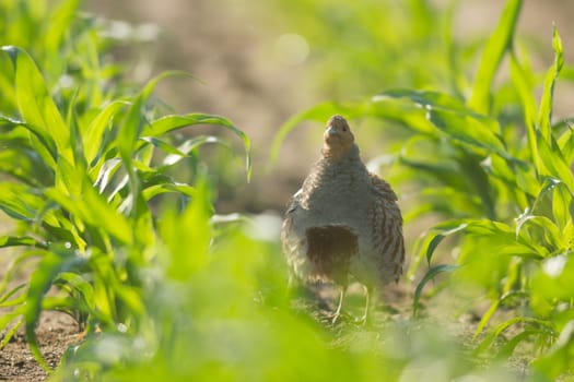agricultural field, nature and agriculture farming series