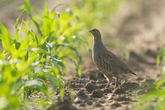 agricultural field, nature and agriculture farming series