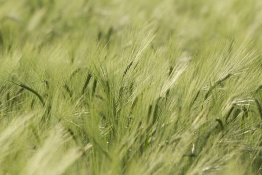 agricultural field, nature and agriculture farming series