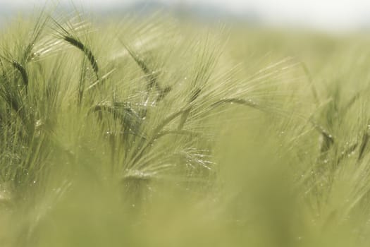 agricultural field, nature and agriculture farming series