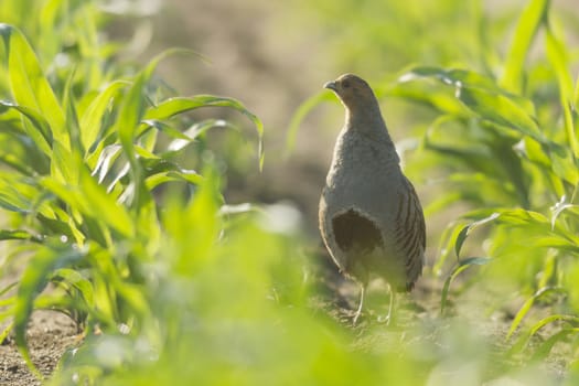 wild bird in natural habitat, nature series