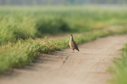 wild bird in natural habitat, nature series