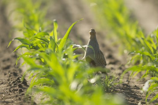 wild bird in natural habitat, nature series