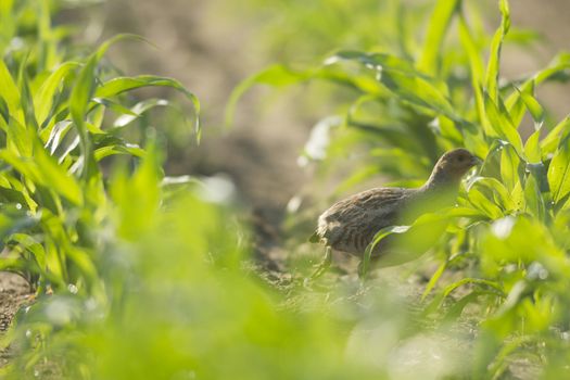 wild bird in natural habitat, nature series