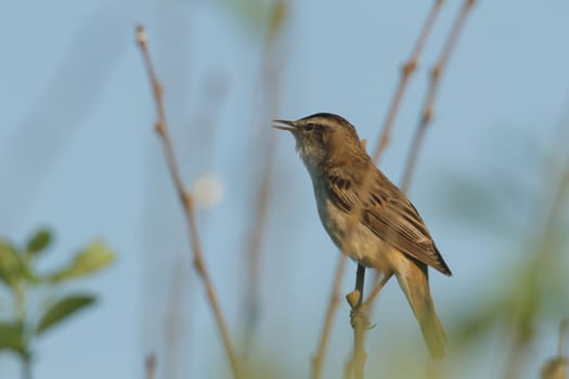 wild bird in natural habitat, nature series