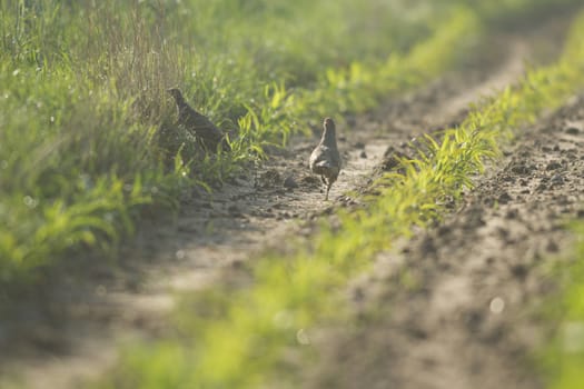 wild bird in natural habitat, nature series