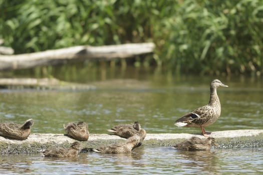 many birds in their natural habitat, nature series