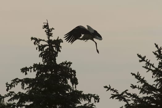 many birds in their natural habitat, nature series