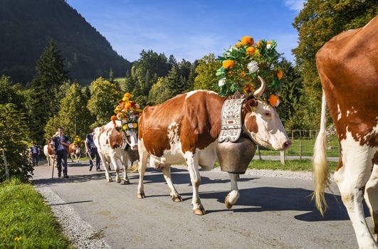 Charmey, Fribourg, Switzerland - SEPTEMBER 26 2015 : Farmers with a herd of cows on the annual transhumance at Charmey near Gruyeres, Fribourg zone on the Swiss alps