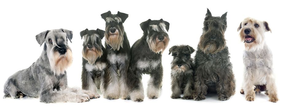 group of Schnauzer in front of white background