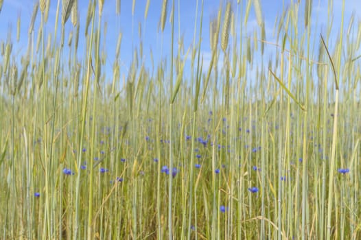 natural green colorful rural meadow, nature series