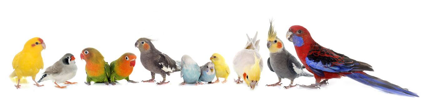 common pet parakeet, African Grey Parrot, lovebirds, Zebra finch and Cockatie lin front of white background