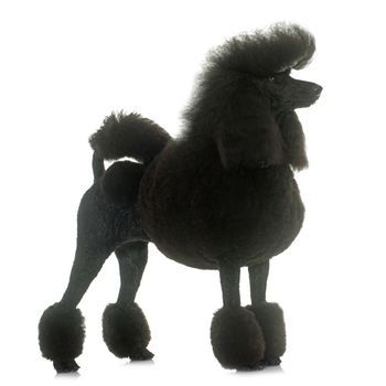 standard poodle in front of white background