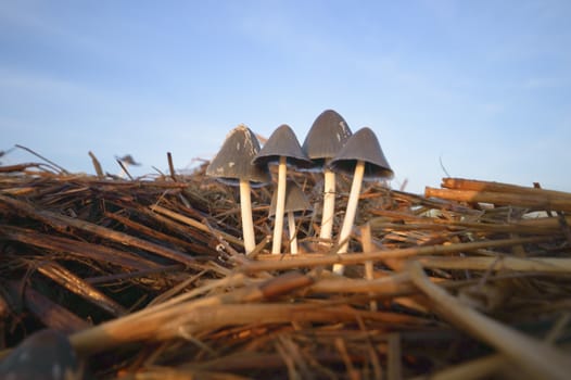 forest mushroom after longtime rain, nature series