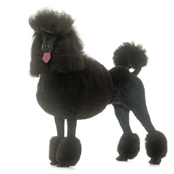 standard poodle in front of white background
