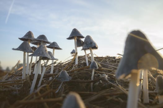 forest mushroom after longtime rain, nature series