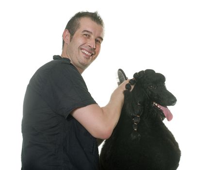grooming of standard poodle in front of white background