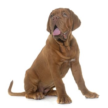 puppy Bordeaux mastiff in front of white background