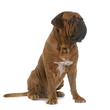 Bordeaux mastiff in front of white background