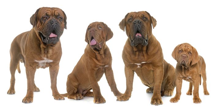Bordeaux mastiff family in front of white background