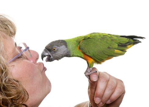 Senegal parrot kissing his owner in front of white background