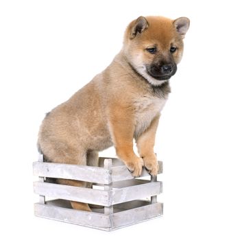 puppy shiba inu in front of white background
