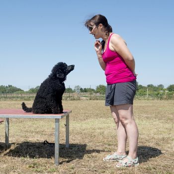 young woman training her poodle in agility