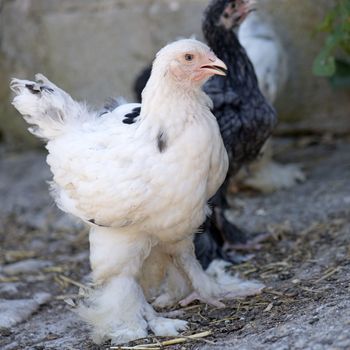 young white brahma chicken in an house hen