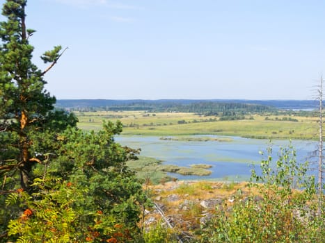 the river flows in the forest among the trees