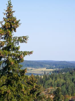 beautiful spreading tree on blue sky background