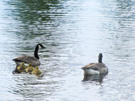 geese with goslings floating on the water