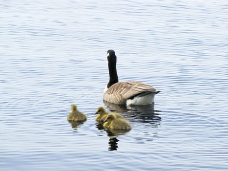 geese with goslings floating on the water