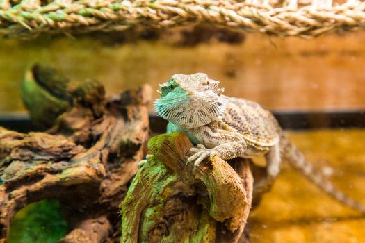 Young bearded dragon