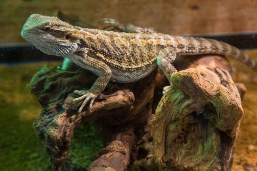 Young bearded dragon