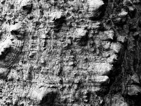 black and white bark of tree monochrome