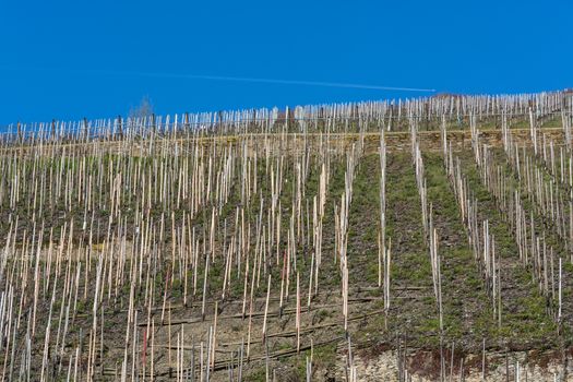 Vineyards on the Moselle against a blue sky.