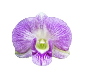 Single magenta orchid flower  isolated on white with clipping path