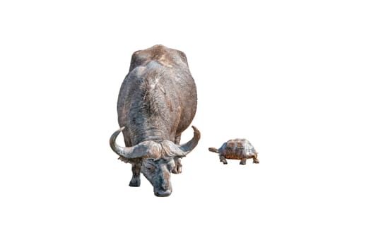 A muddy Cape Buffalo, Syncerus caffer, and a wet Leopard tortoise, Stigmochelys pardalis, isolated on white